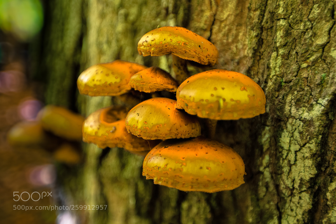 Canon EOS 5D Mark II sample photo. Golden mushrooms. photography