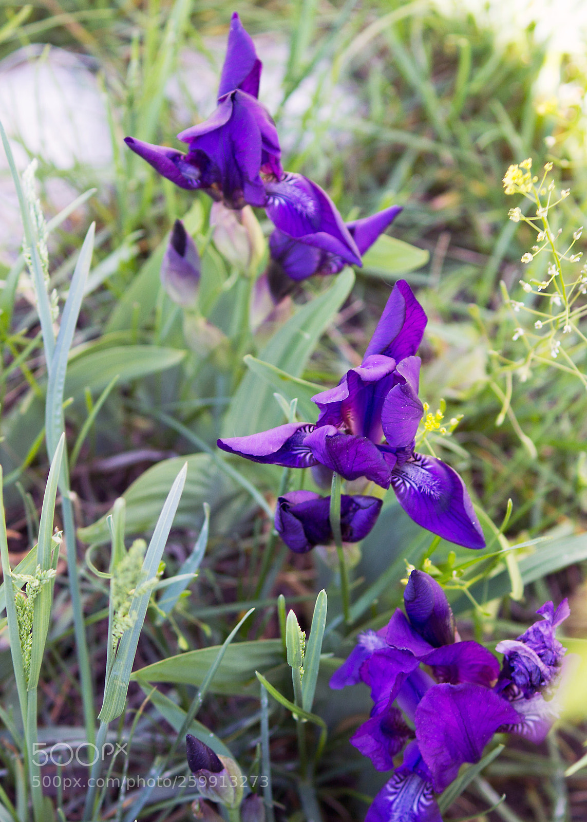 Canon EOS 60D sample photo. Flowers on the roadside photography