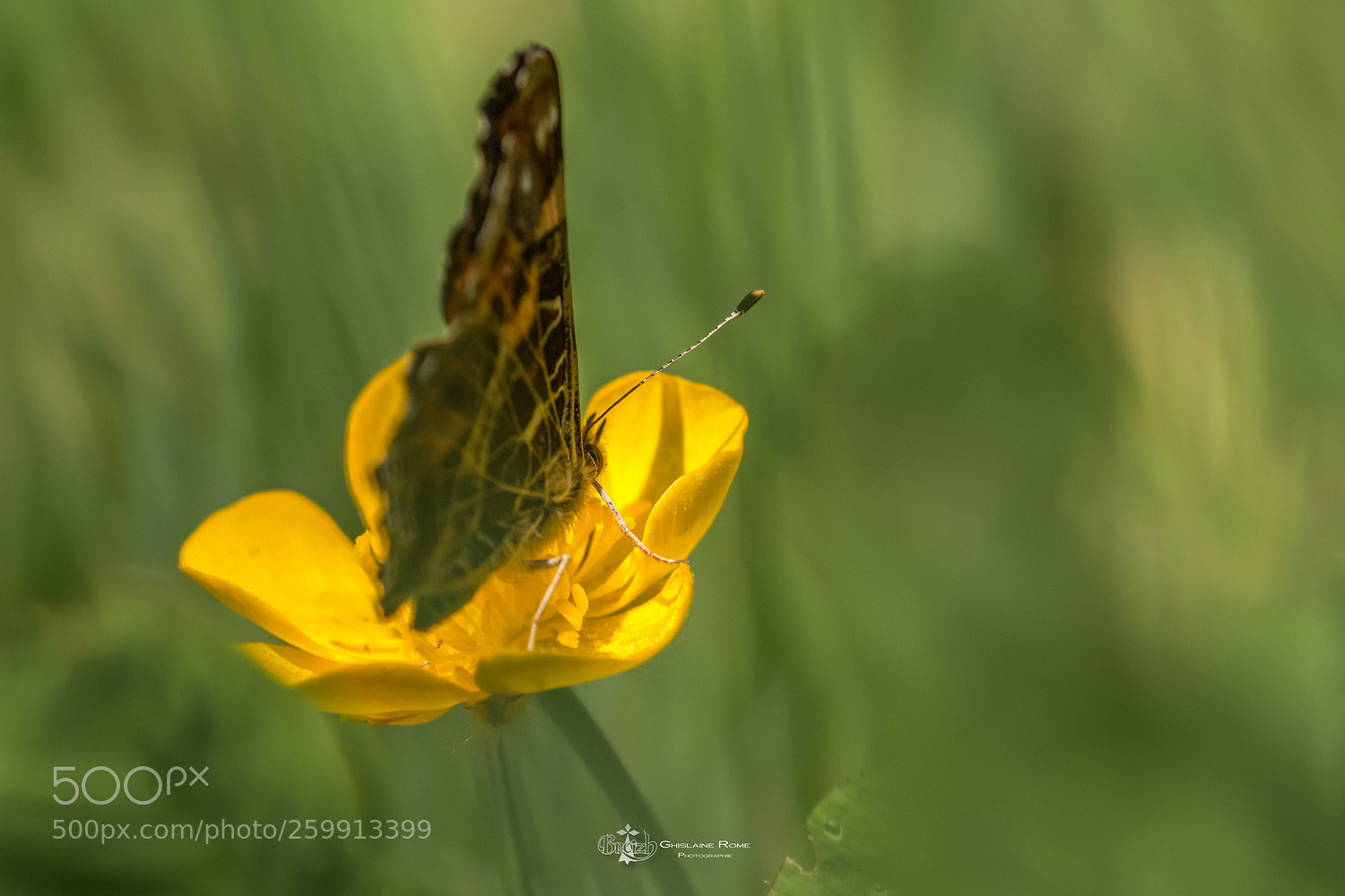 Canon EOS 70D sample photo. Papillon photography