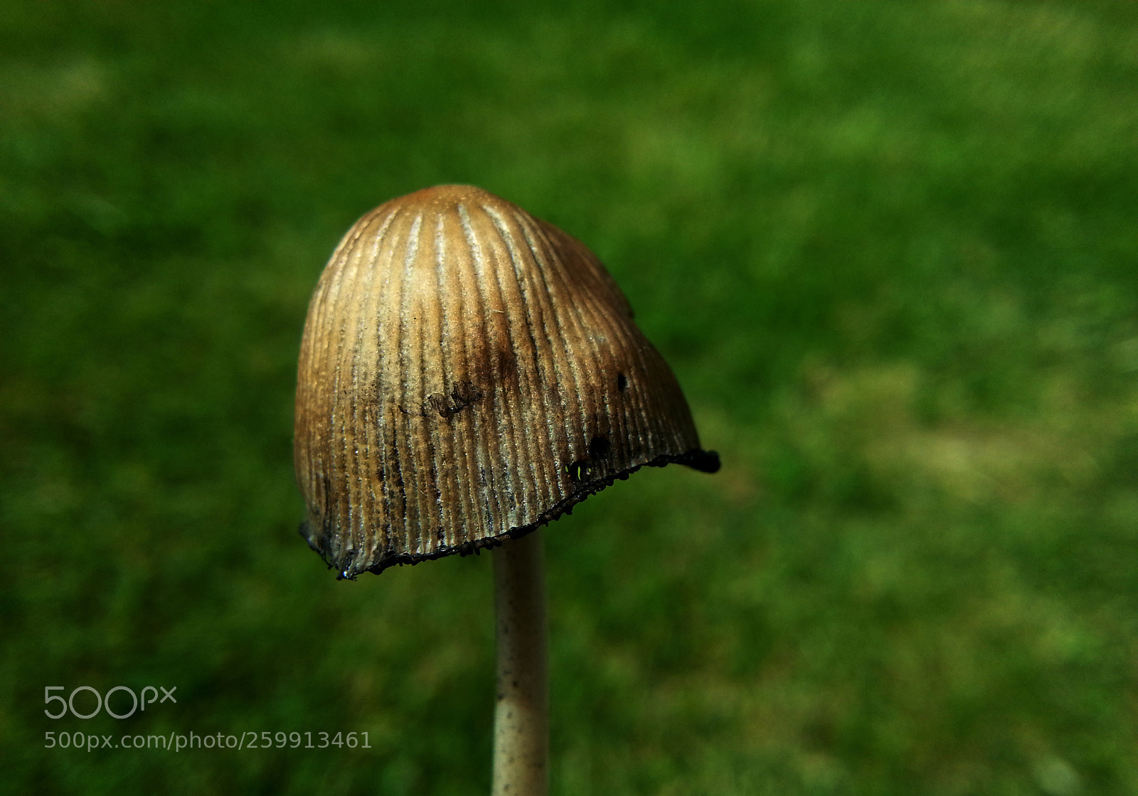 Samsung Galaxy Note2 sample photo. Mushroom photography