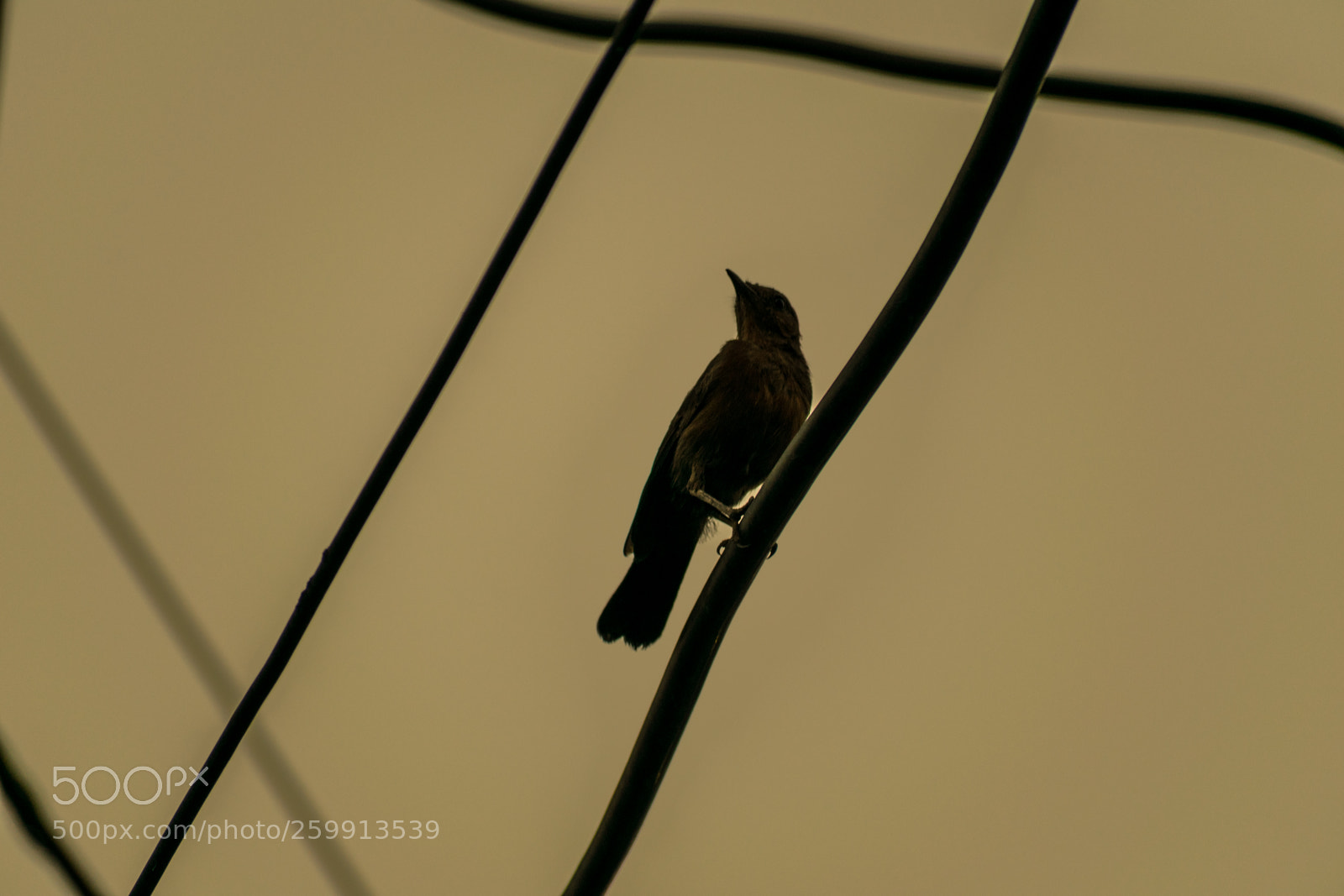 Nikon D5300 sample photo. Blackbird photography