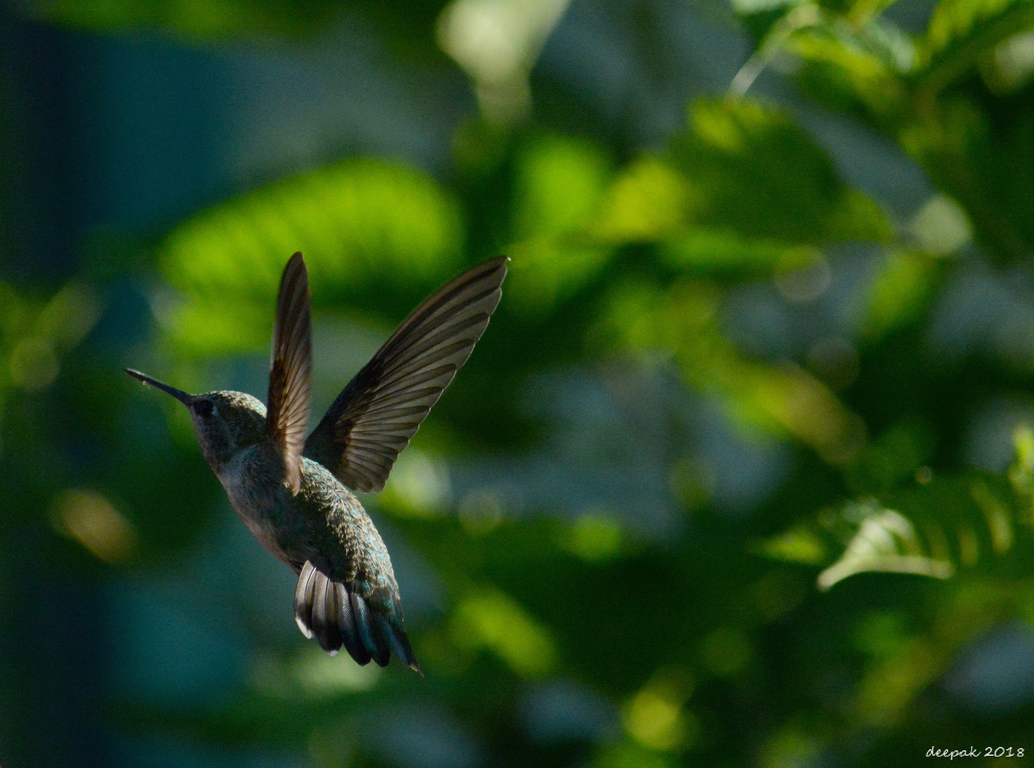 Nikon D5200 sample photo. Humming bird photography