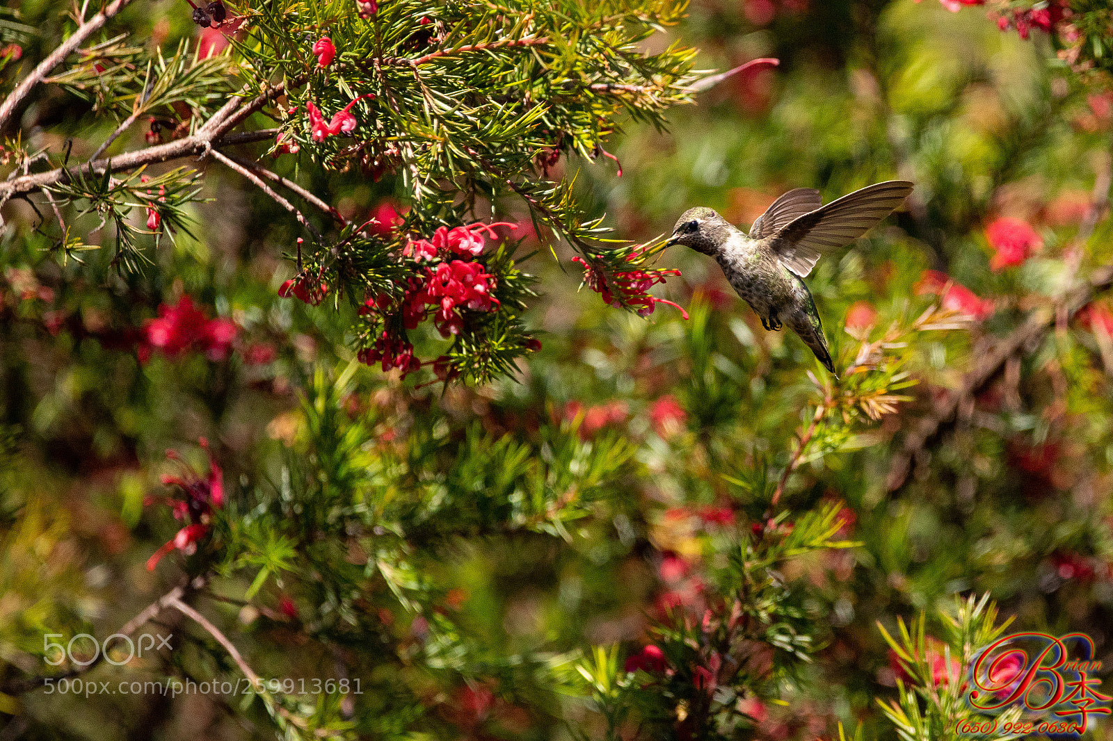 Canon EOS 5D Mark IV sample photo. Hummingbird photography