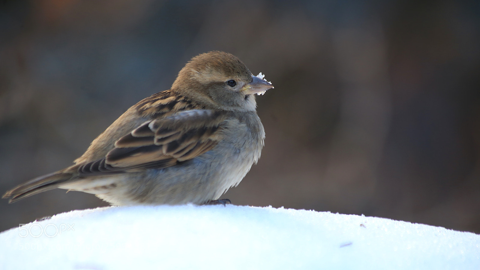 Canon EOS 6D sample photo. Bird photography
