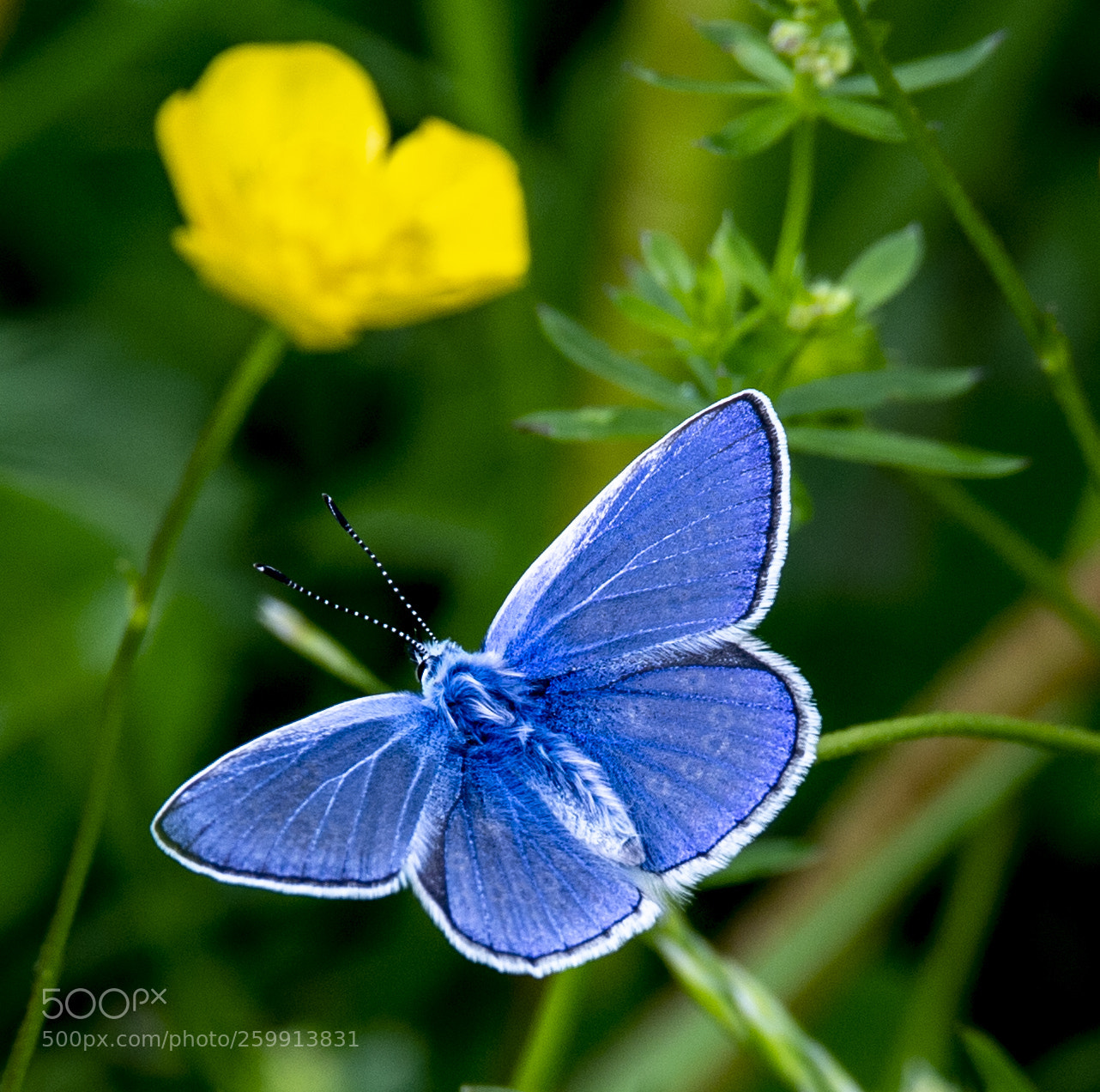 Nikon D4 sample photo. Common blue - gemeiner photography