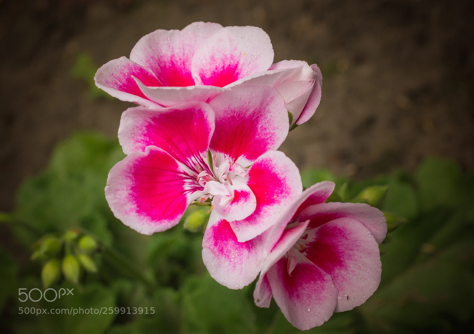 Nikon D5200 sample photo. Garden flower photography