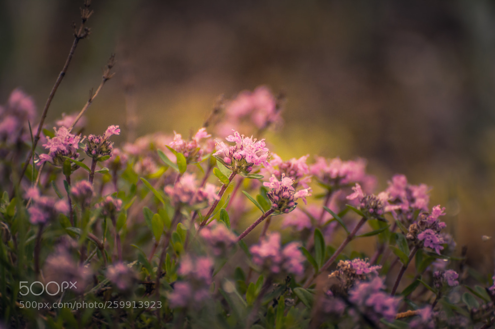 Nikon D5200 sample photo. Wild flowers photography