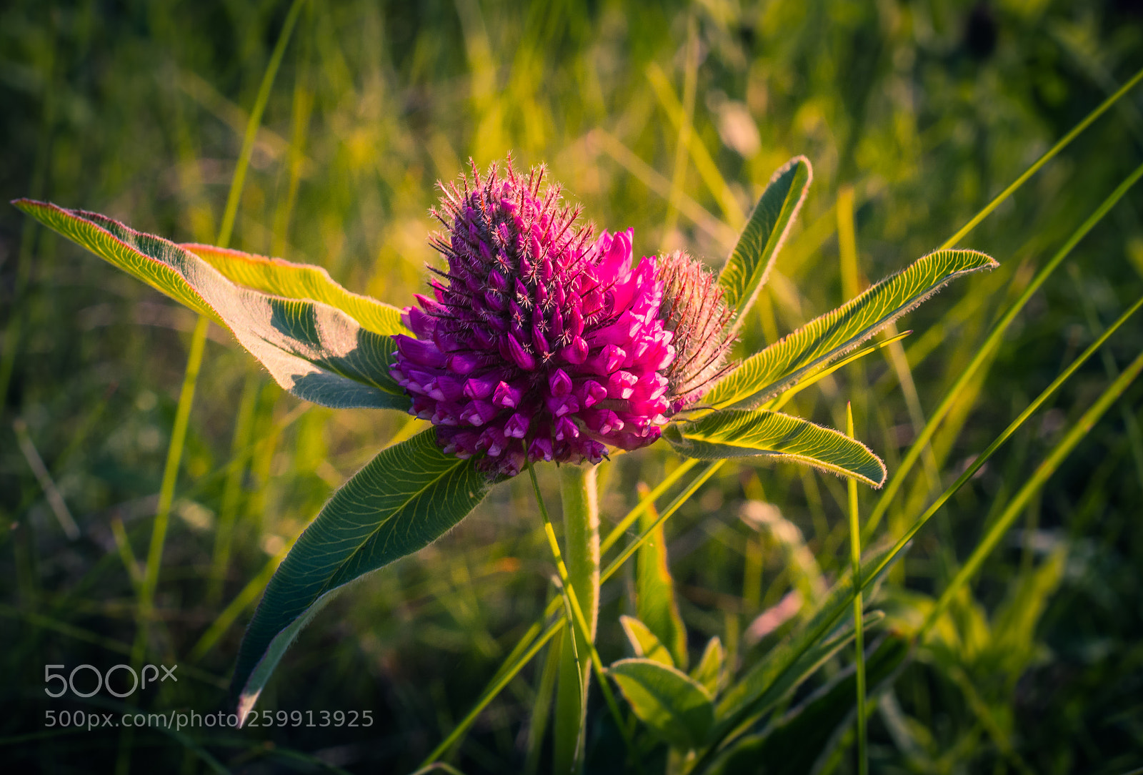 Nikon D5200 sample photo. Wild flowers photography