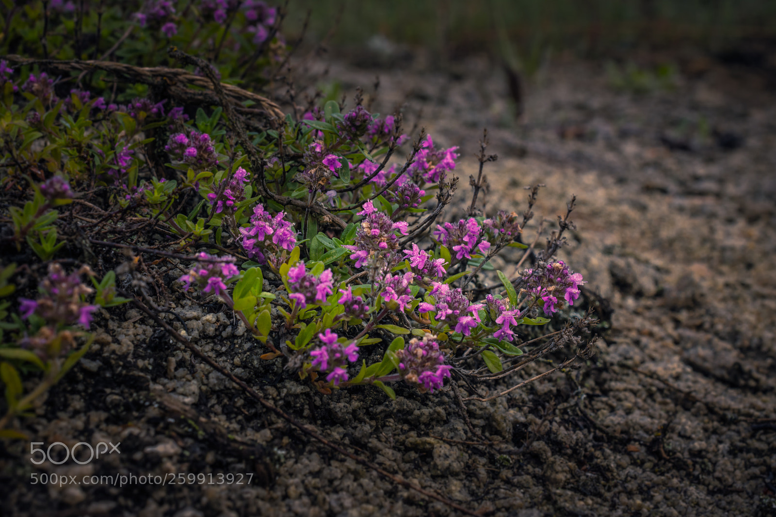 Nikon D5200 sample photo. Wild flowers photography