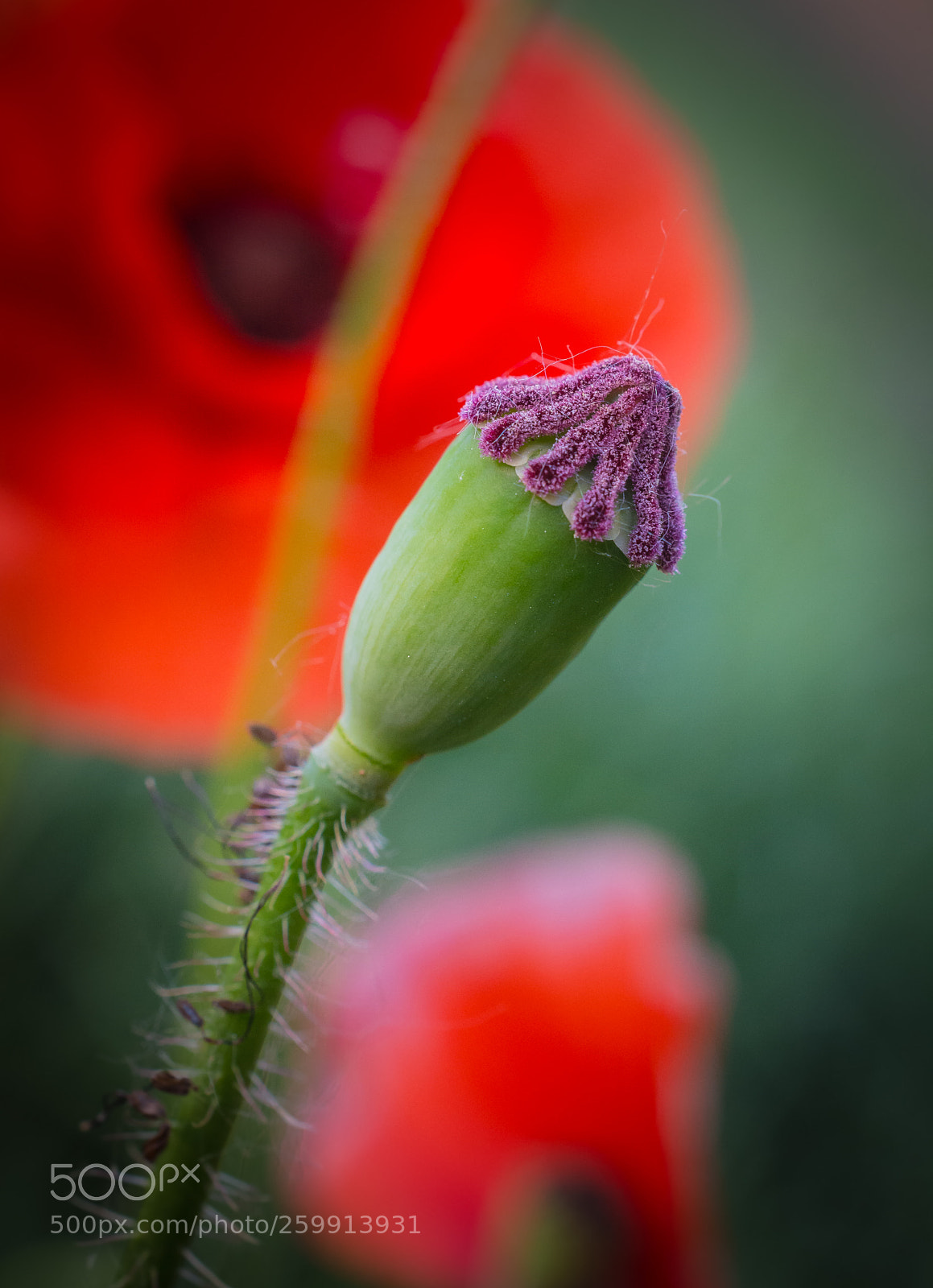 Nikon D5200 sample photo. Poppy photography