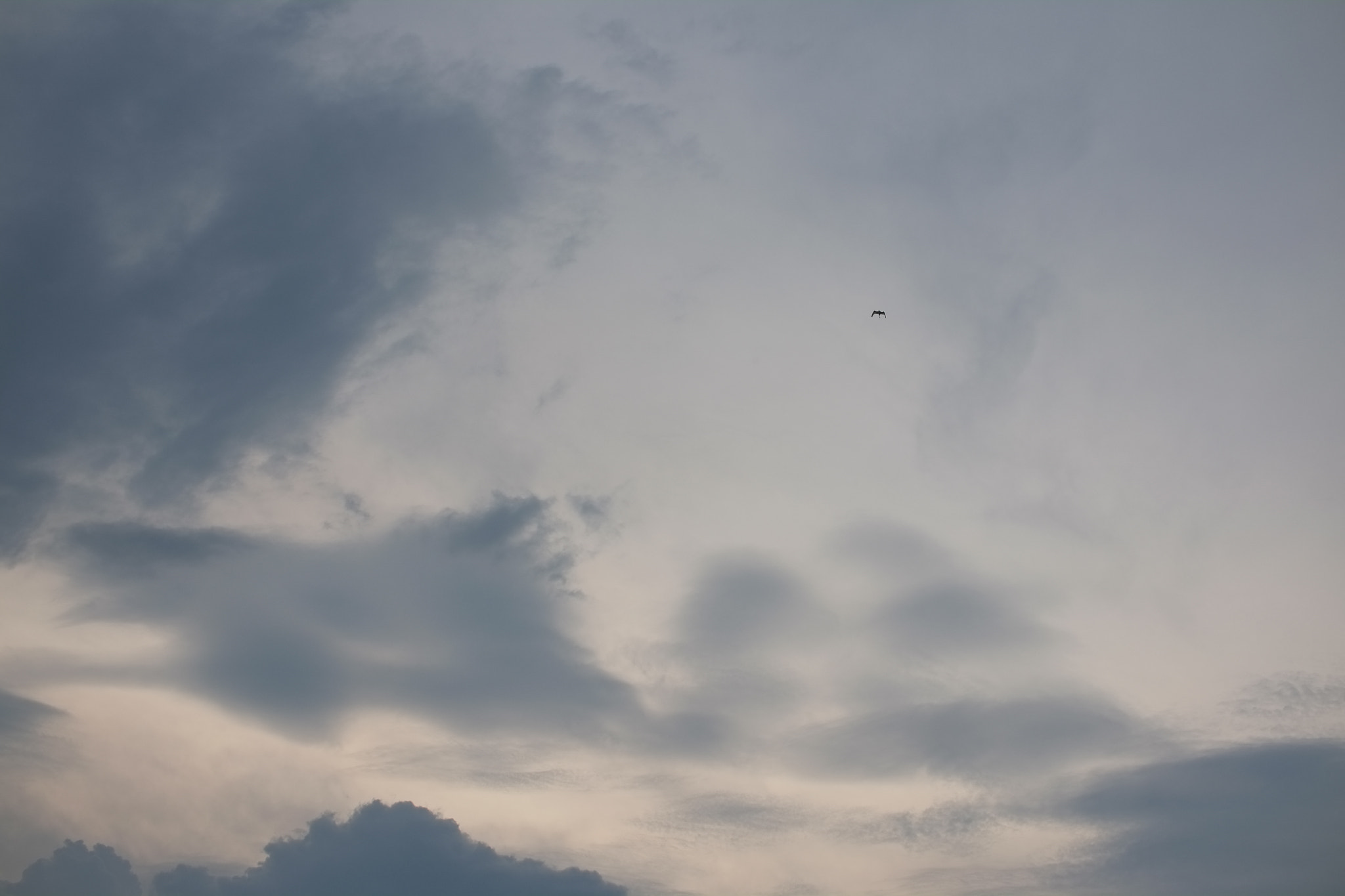 Fujifilm X-Pro1 sample photo. Soaring bird photography