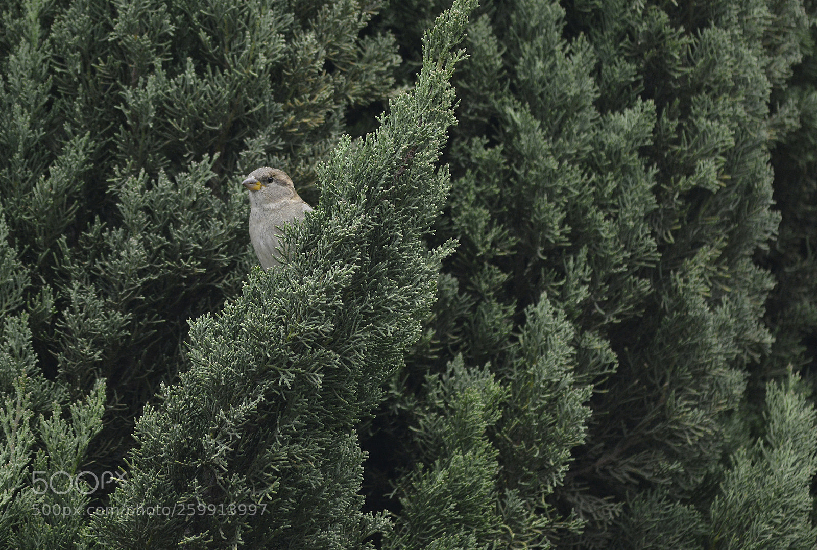 Nikon D800 sample photo. Sparrow photography