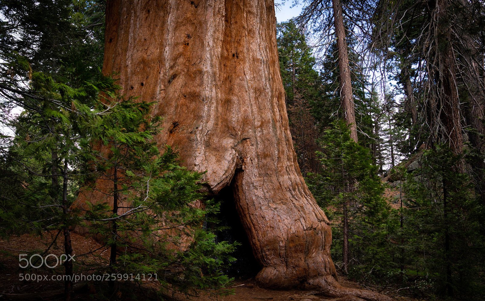 Sony a7R III sample photo. Big tree little tree photography