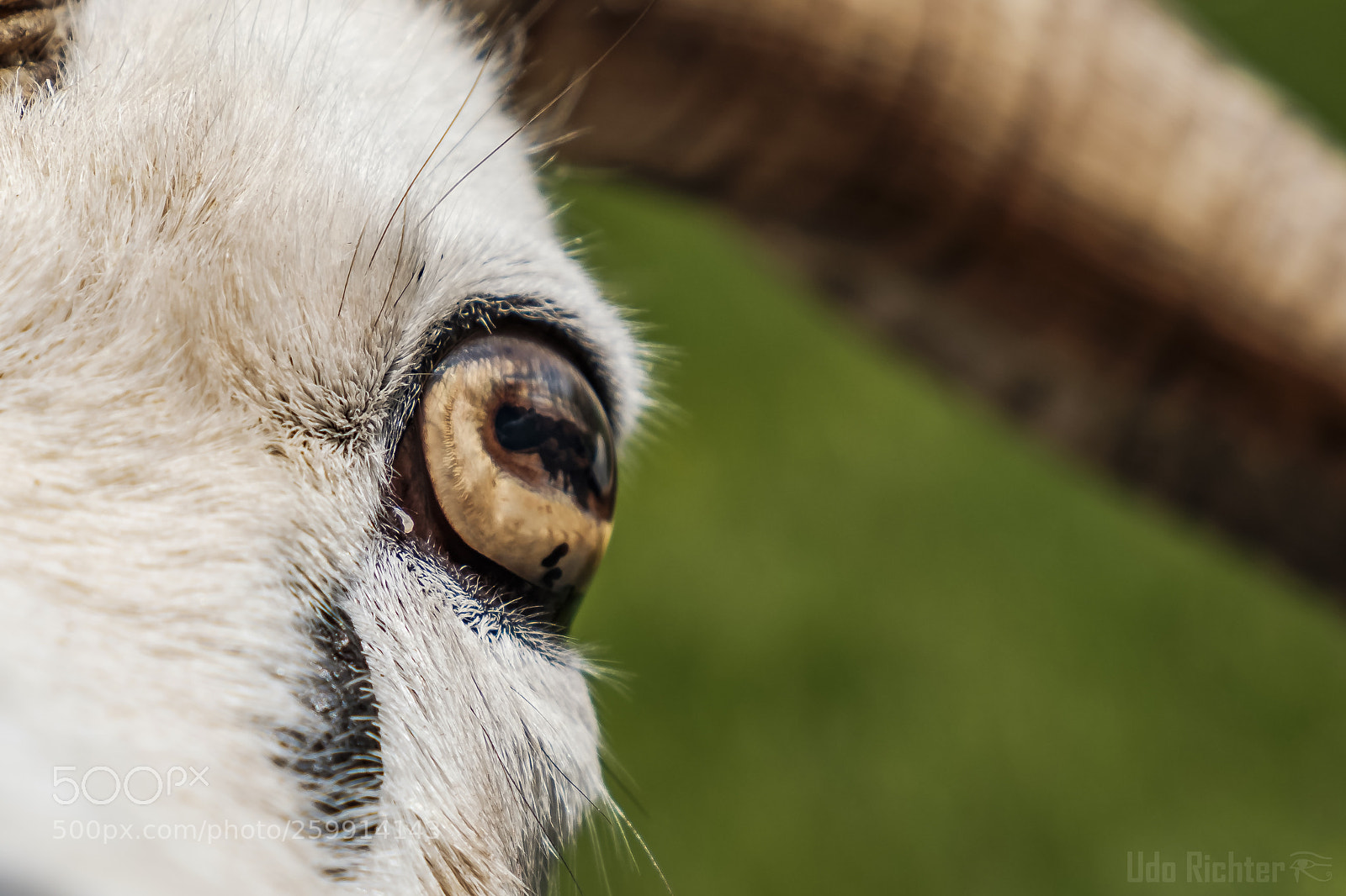 Fujifilm X-T20 sample photo. 'goat's eye' photography