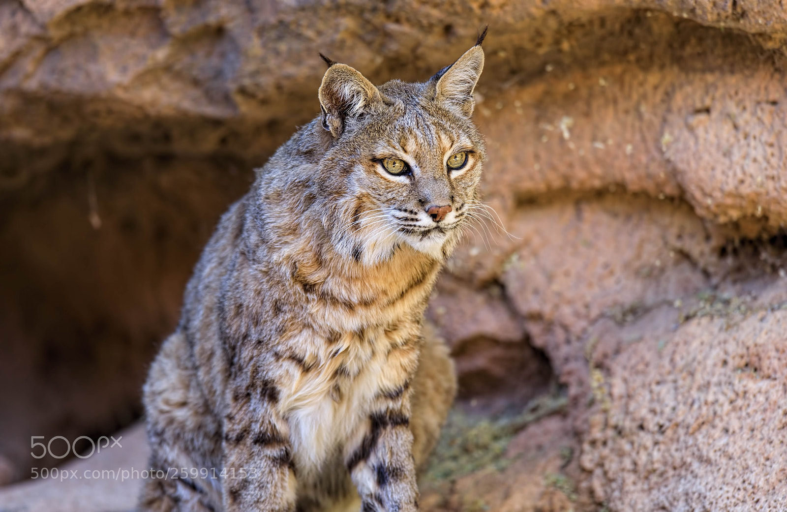 Canon EOS 5D Mark IV sample photo. Male bobcat photography