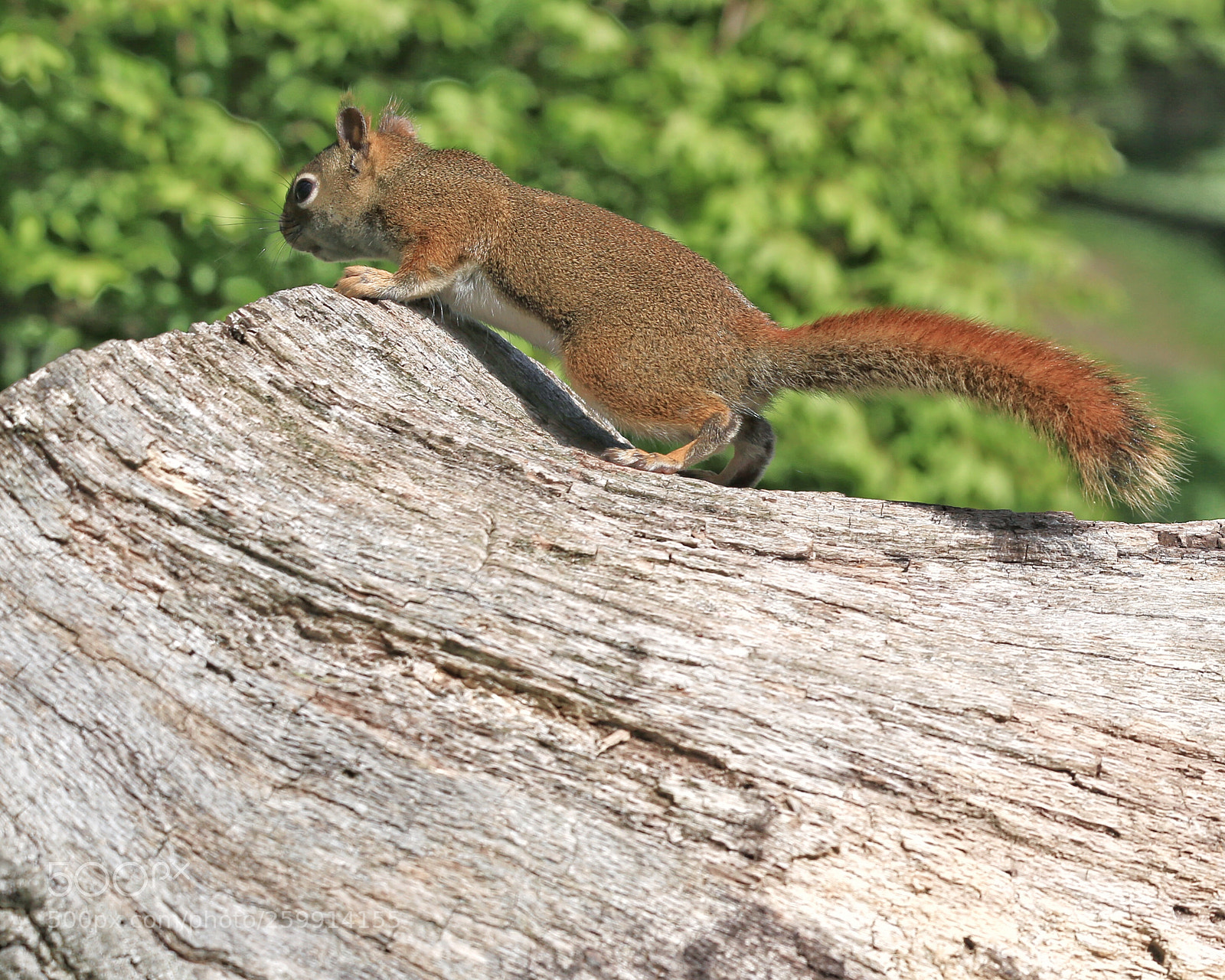 Canon EOS 6D sample photo. Squirrel photography