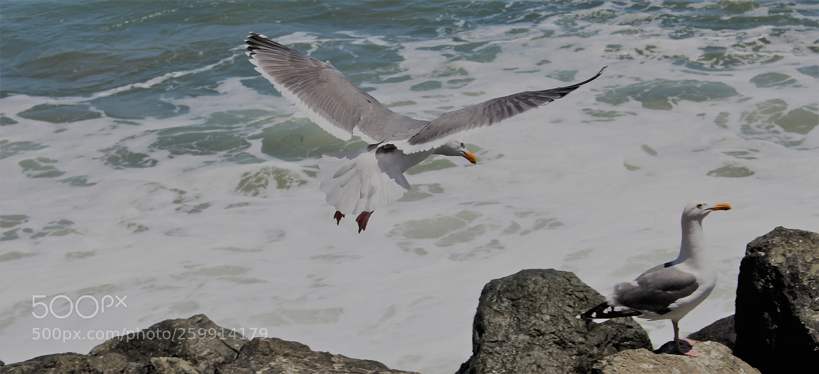 Canon EOS 700D (EOS Rebel T5i / EOS Kiss X7i) sample photo. Seagulls photography