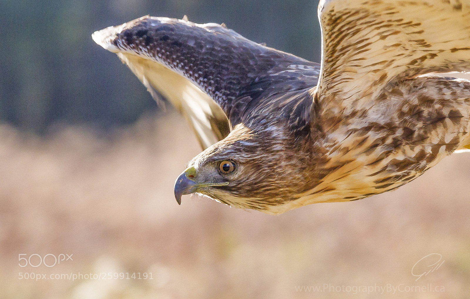 Canon EOS 7D sample photo. Redtail hawk photography
