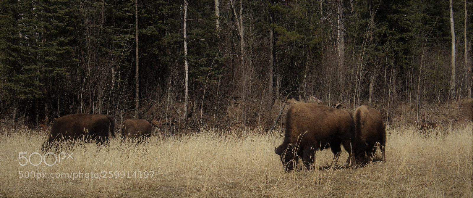 Canon EOS 700D (EOS Rebel T5i / EOS Kiss X7i) sample photo. Bison photography