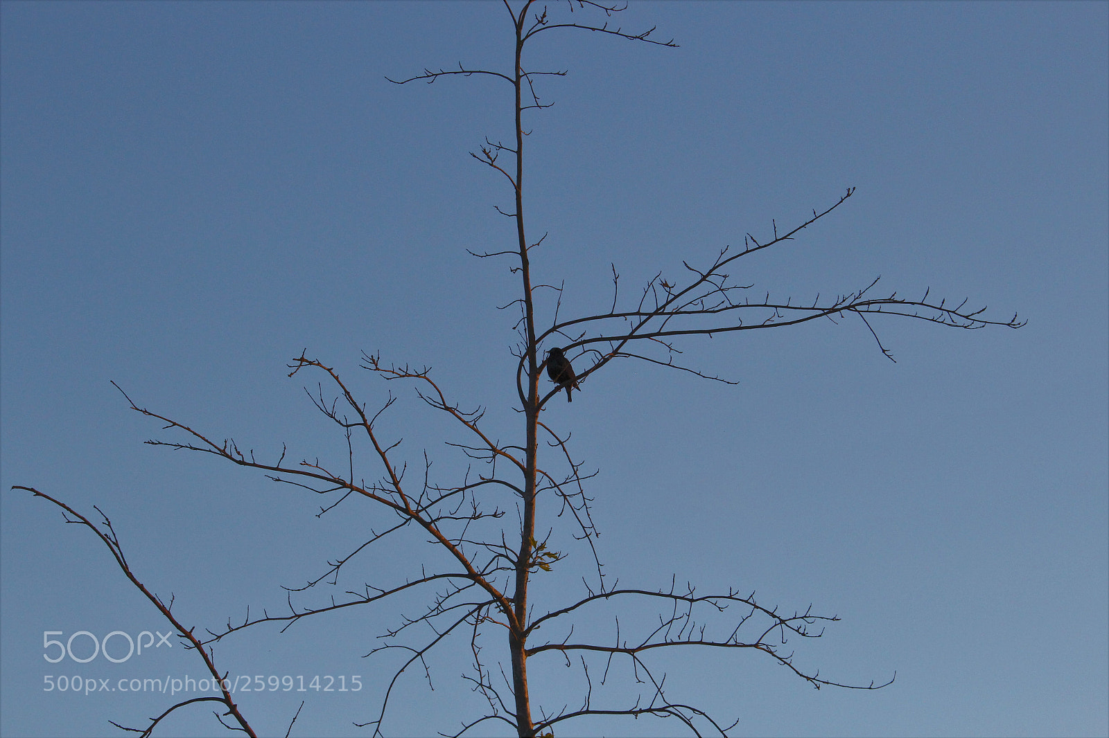 Canon EOS 700D (EOS Rebel T5i / EOS Kiss X7i) sample photo. Bird in tree photography