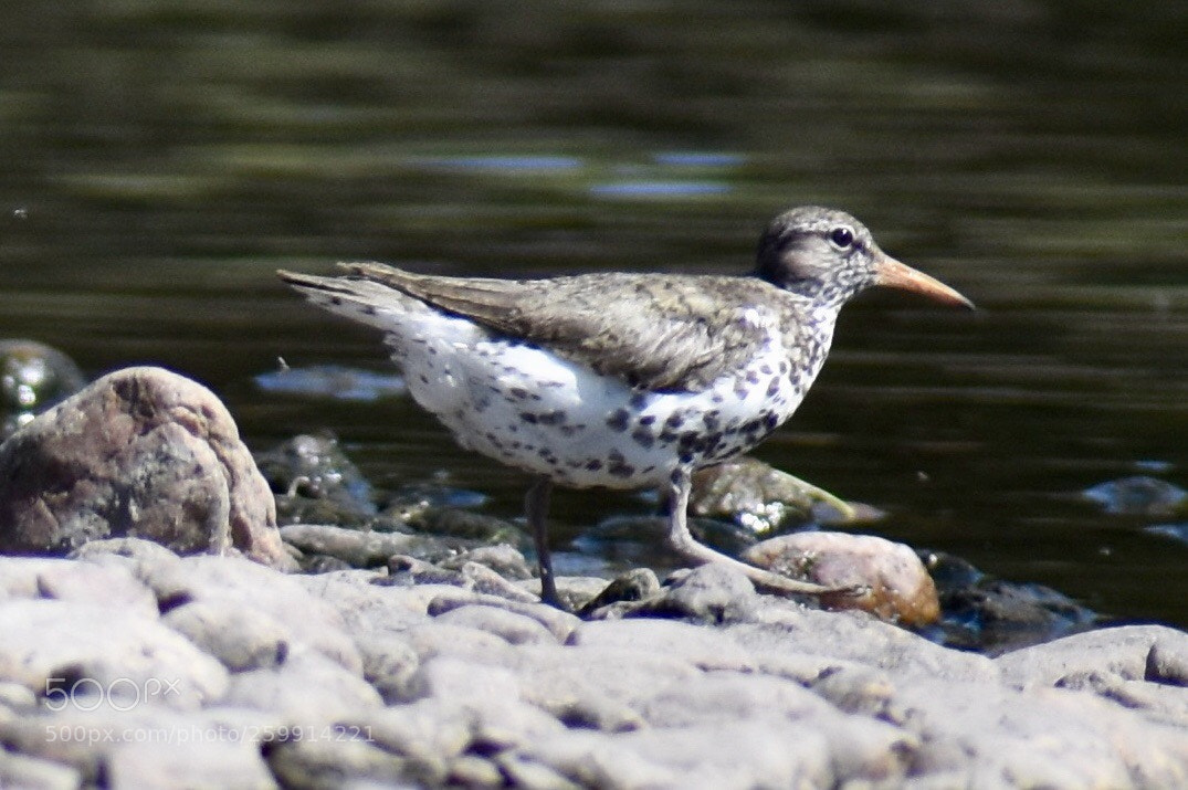 Nikon D3400 sample photo. Spotted sandpiper  photography