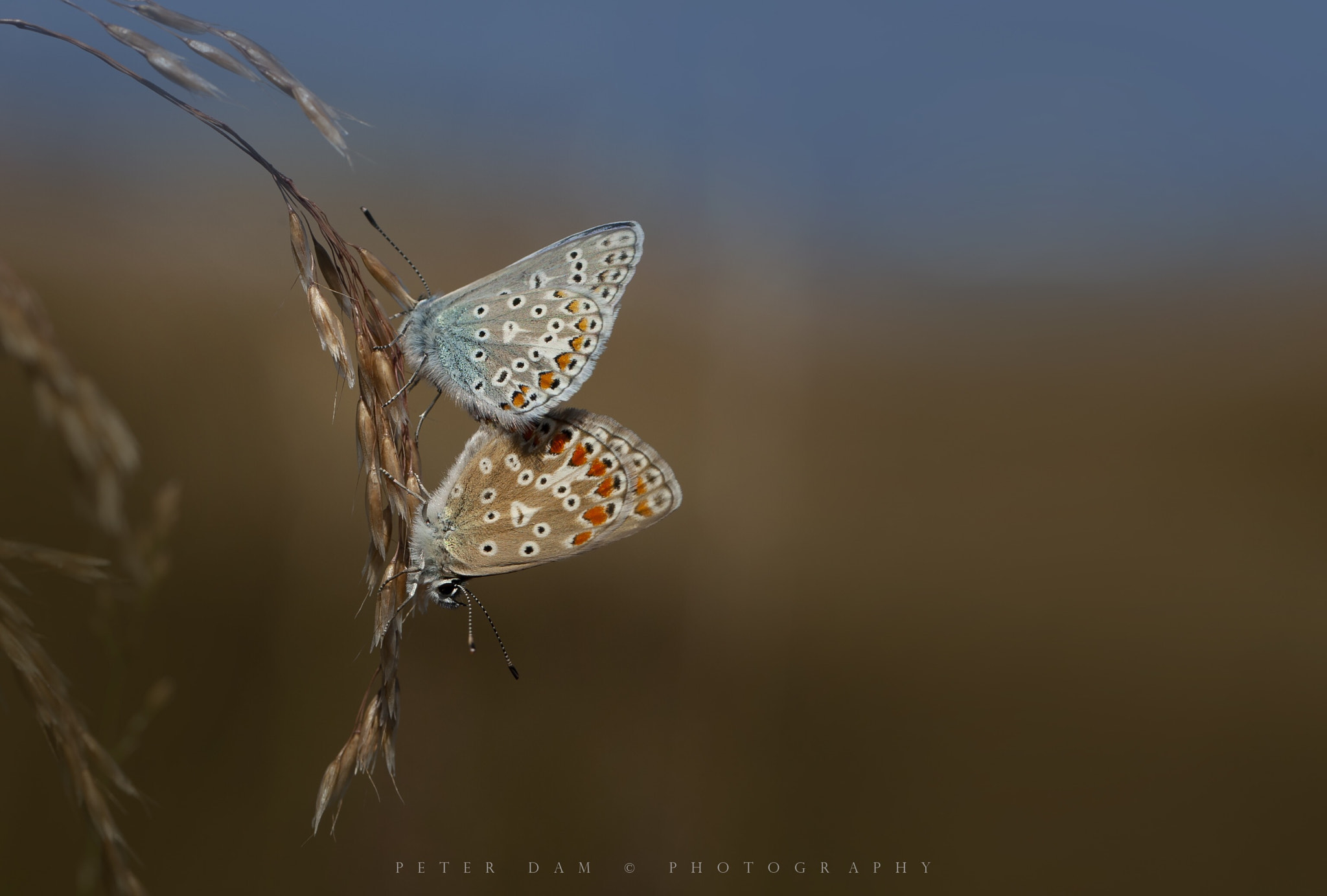 Canon EOS-1D Mark III sample photo. Common blue photography