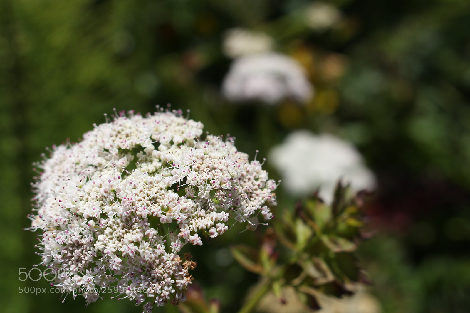 Canon EOS 700D (EOS Rebel T5i / EOS Kiss X7i) sample photo. Flower photography