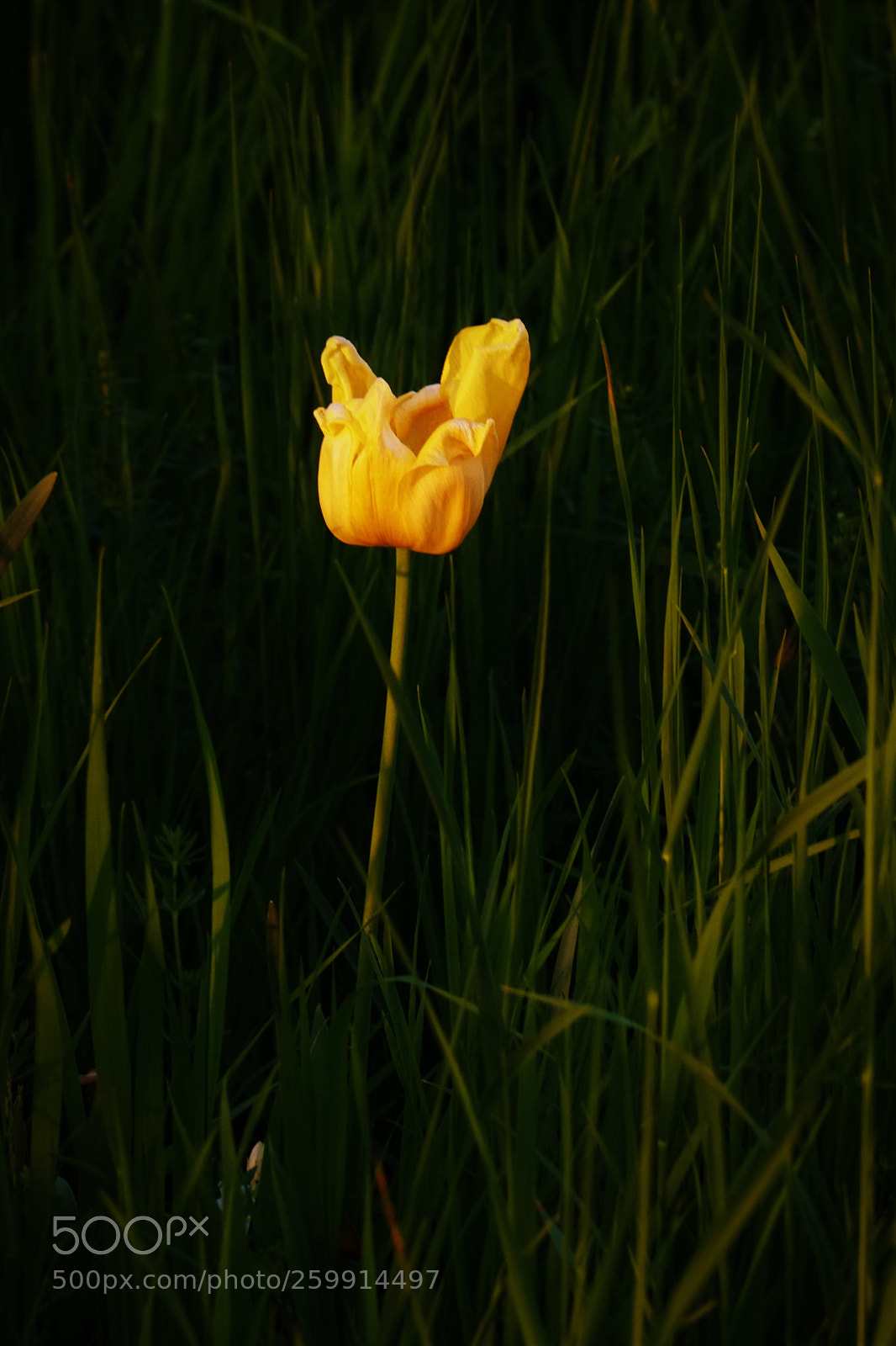 Sony a6500 sample photo. Yellow tulip.  photography