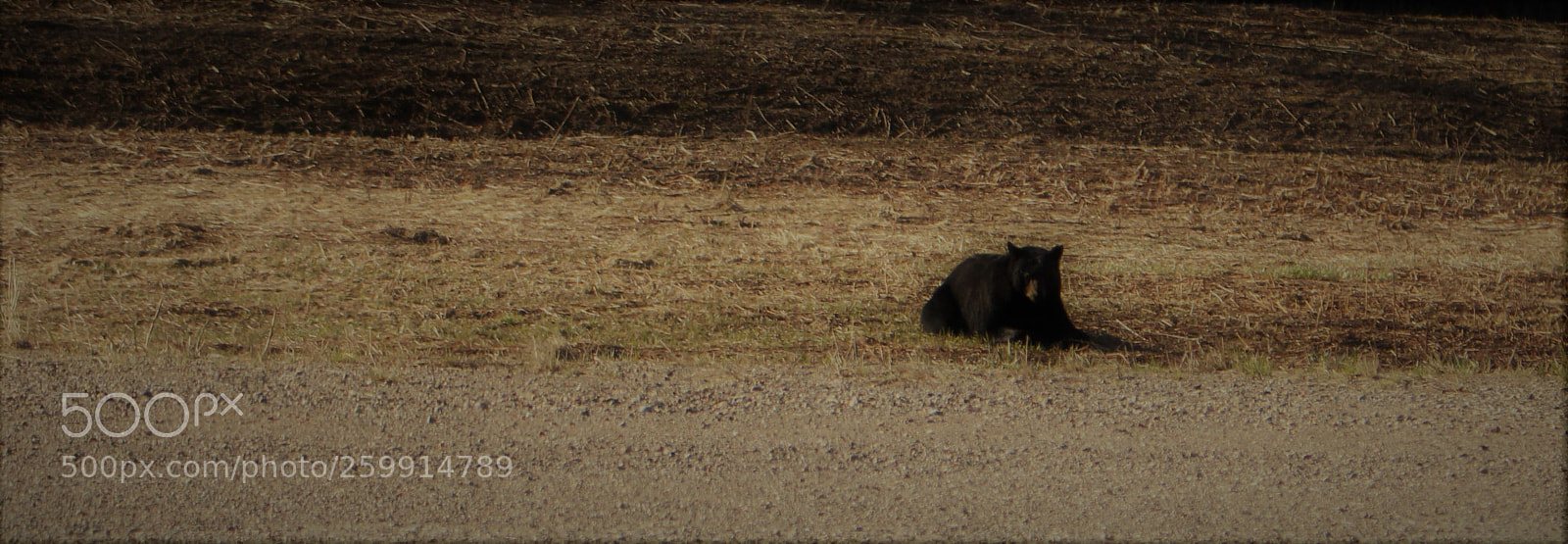 Canon EOS 700D (EOS Rebel T5i / EOS Kiss X7i) sample photo. Bear photography