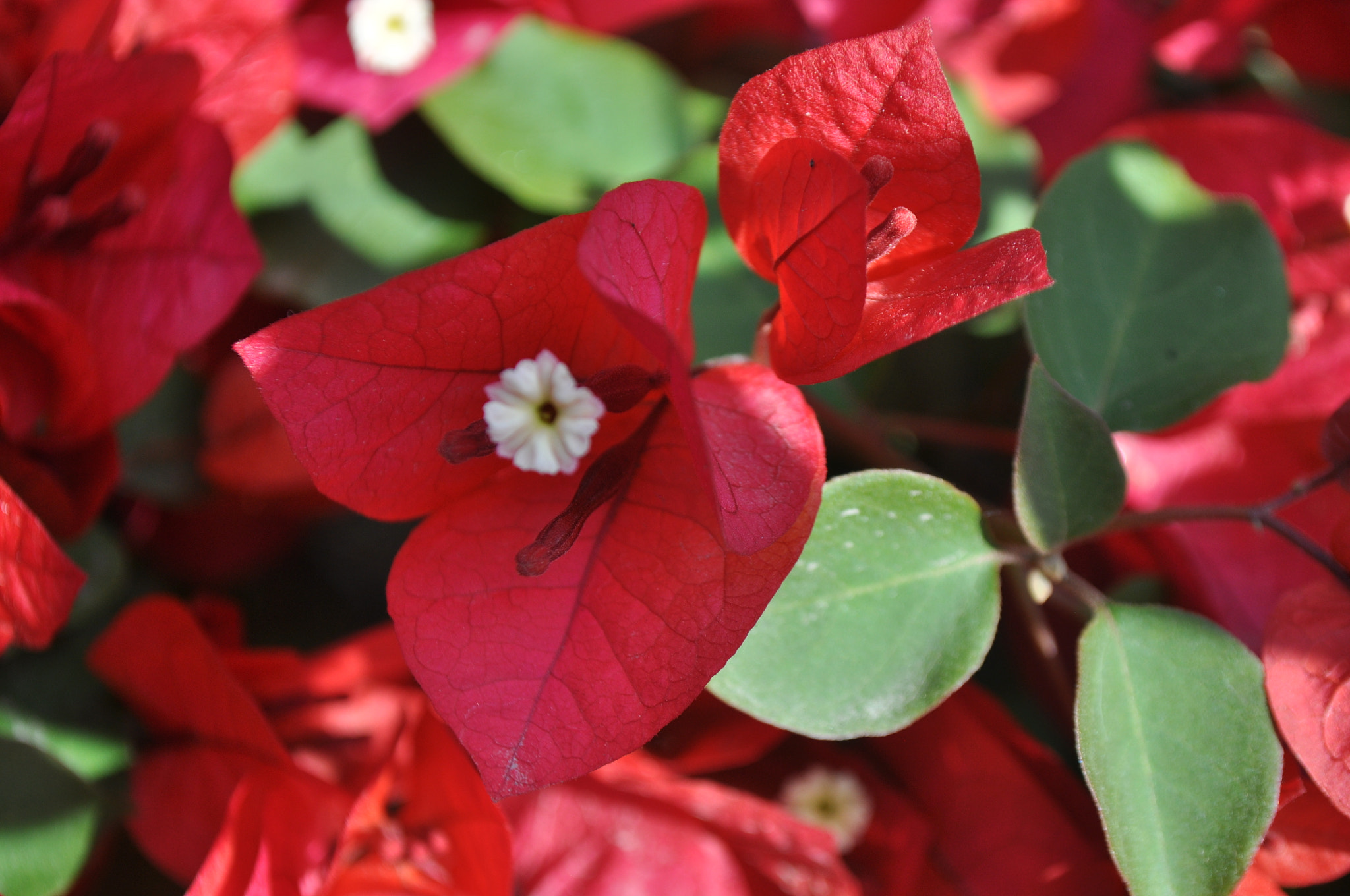Nikon D5000 sample photo