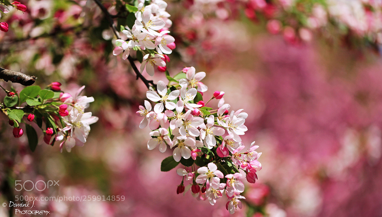 Canon EOS 5D Mark II sample photo. So.differently photography