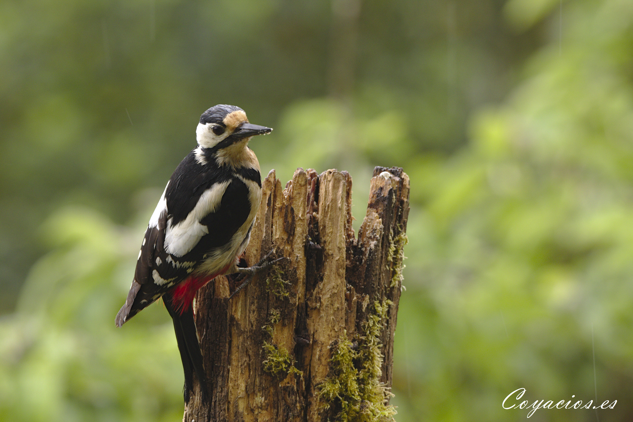 Canon EOS 7D Mark II sample photo. Pico picapinos ♀ (dendrocopos major) photography