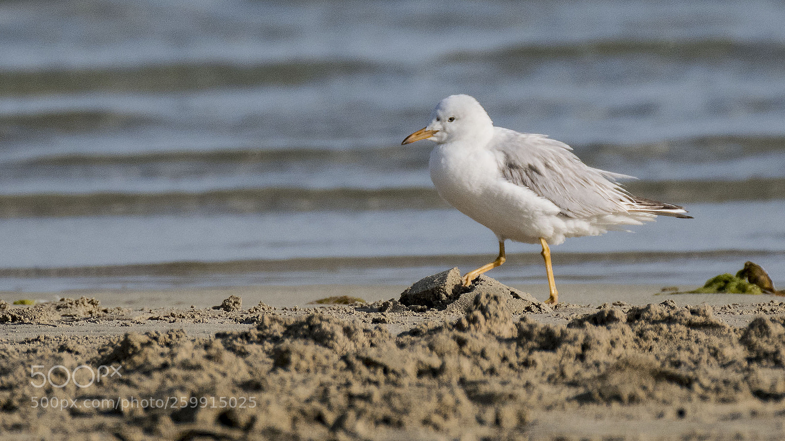 Nikon D500 sample photo. Solitary gull photography