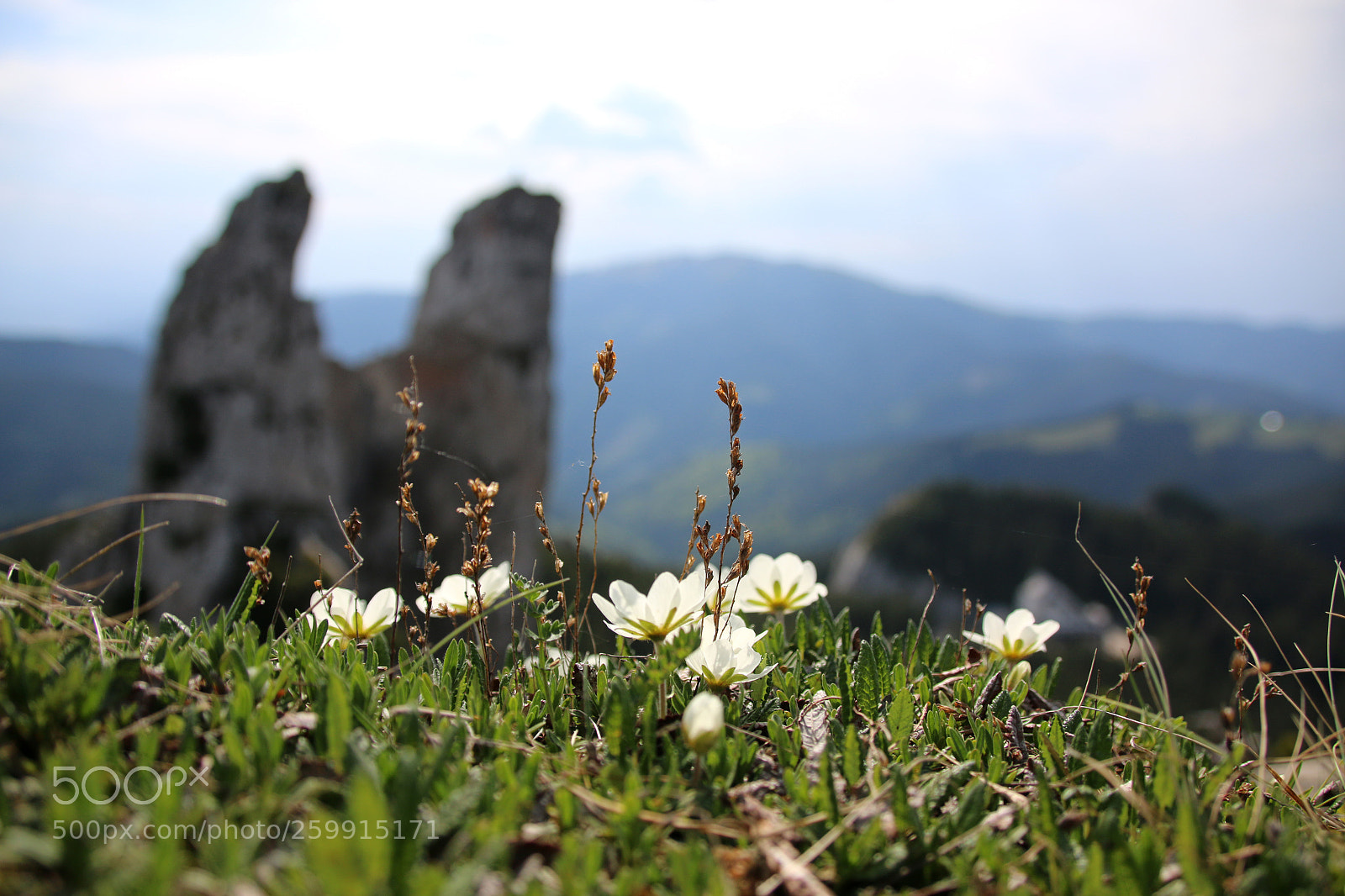 Canon EOS 70D sample photo. Where the wild flowers photography