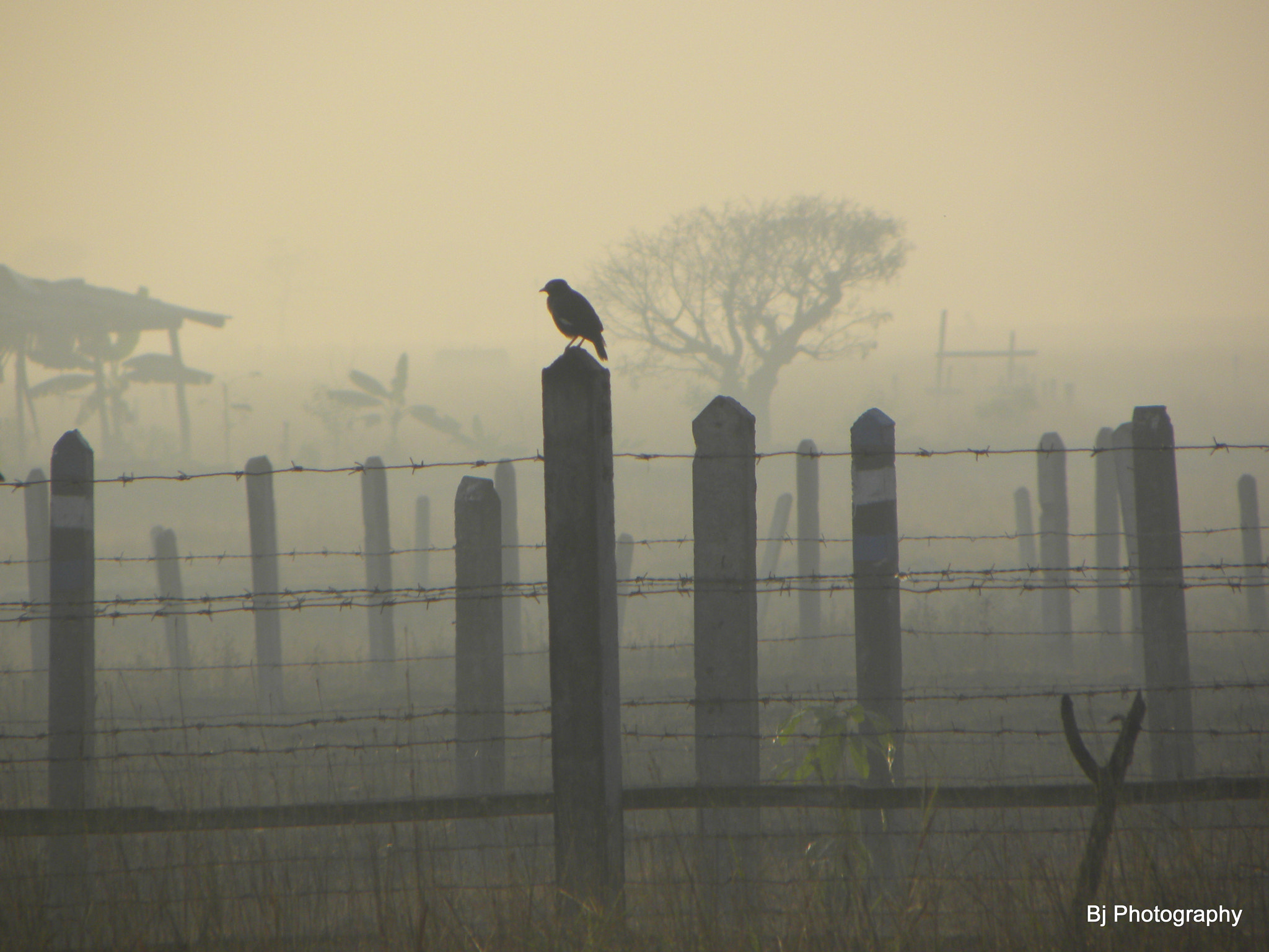 Nikon Coolpix P90 sample photo. Lonely bird on the fence photography