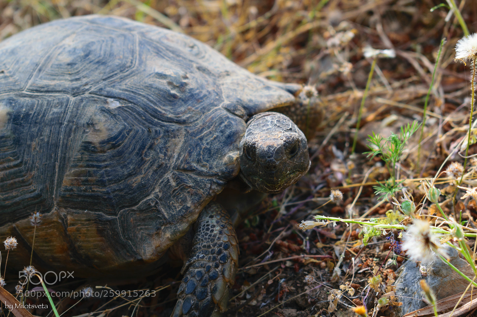 Nikon D3300 sample photo. Portrait of a tortoise photography