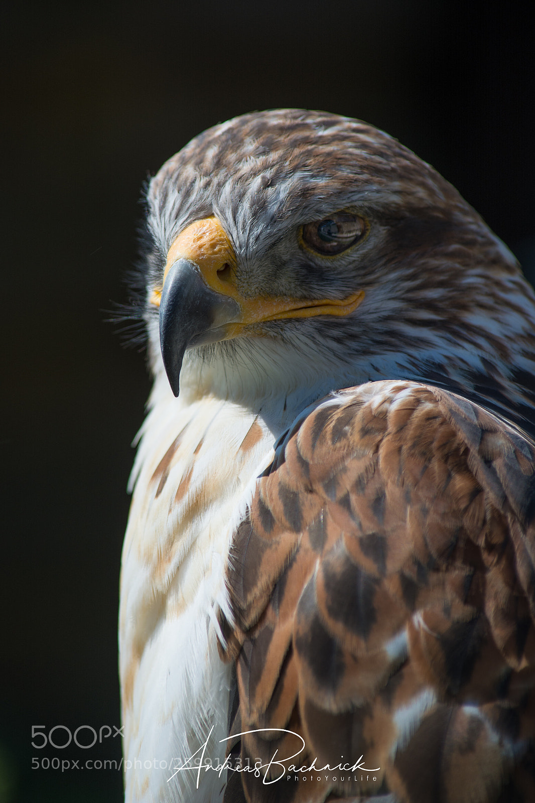 Nikon D5200 sample photo. Portrait of a falcon photography