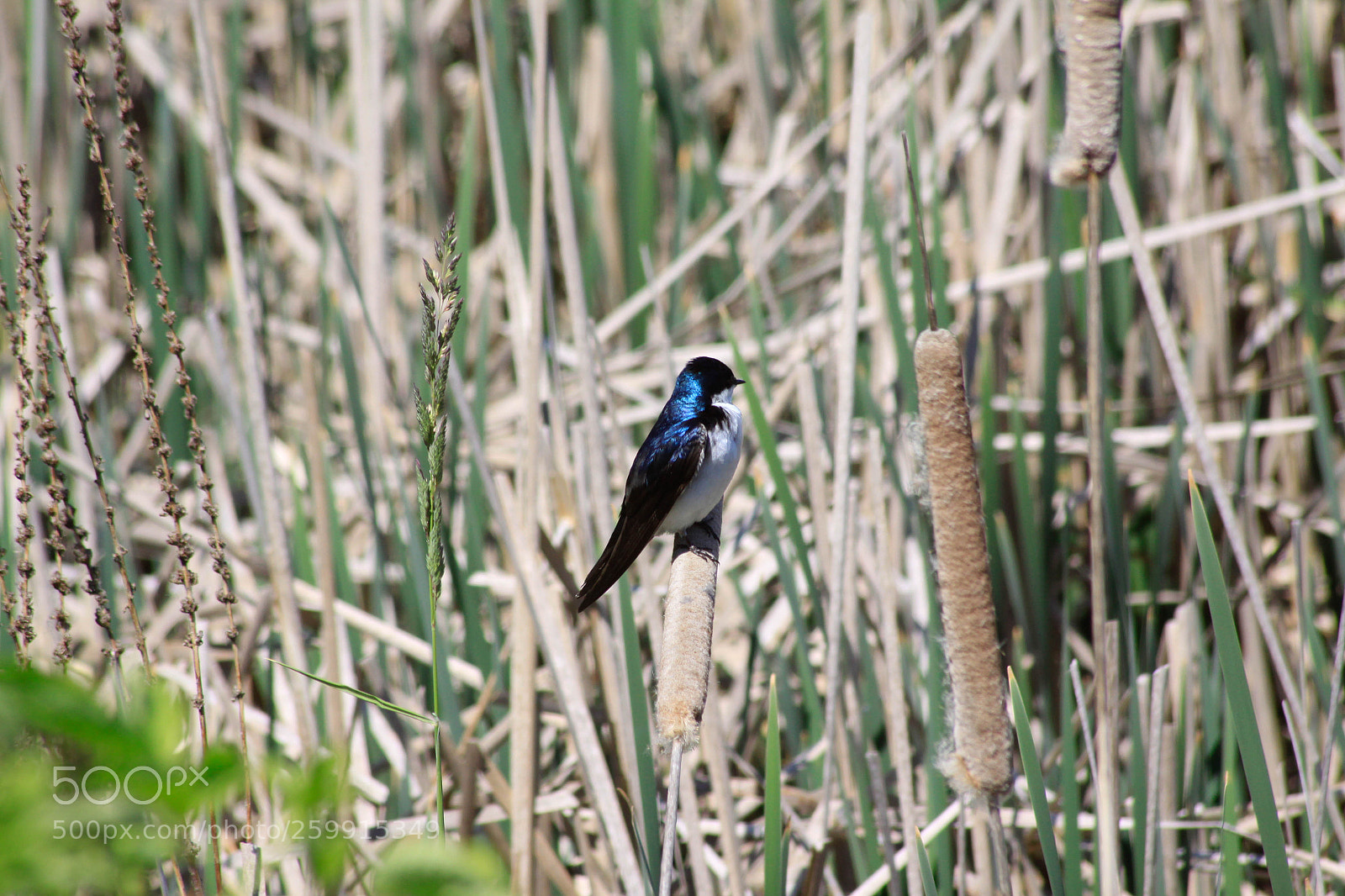Canon EOS 50D sample photo. In the grass photography