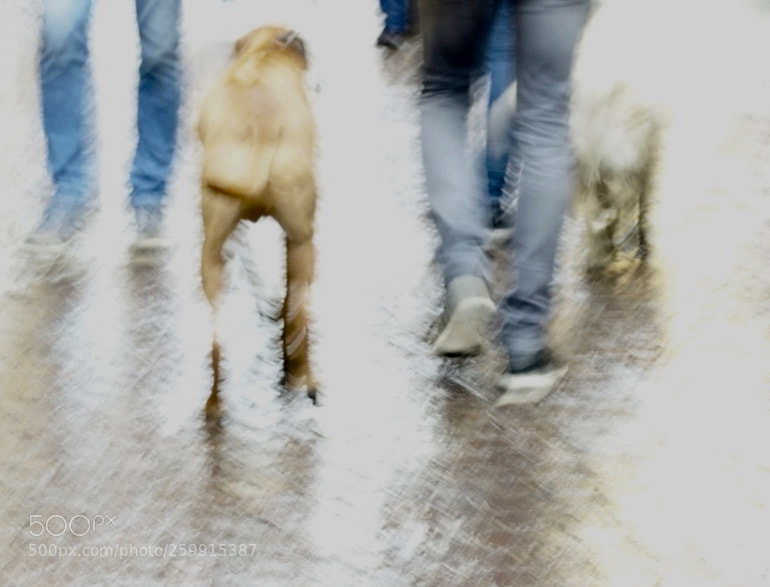Sony Cyber-shot DSC-RX100 III sample photo. Dog day afternoon photography