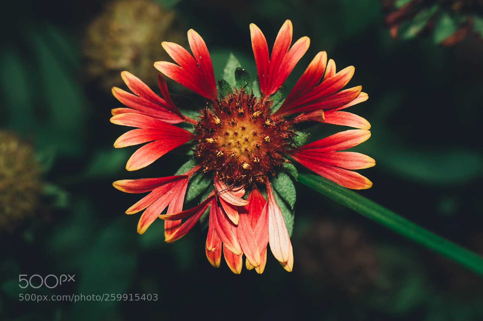 Sony a99 II sample photo. Blanket flower photography