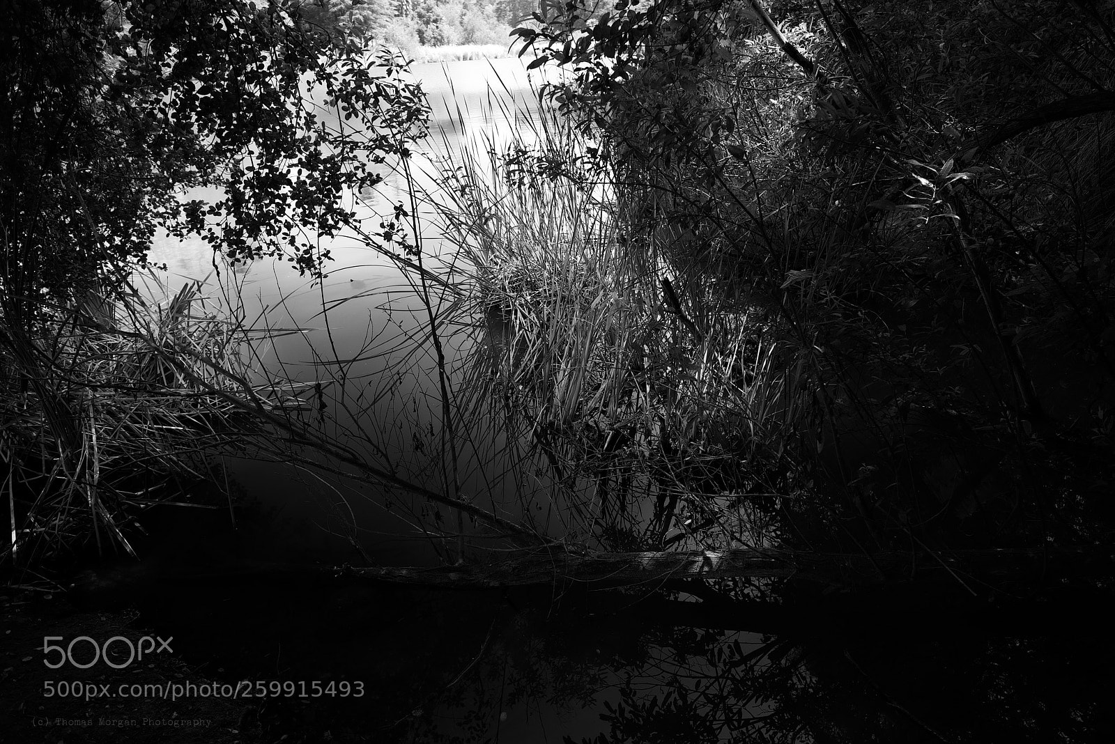 Fujifilm X-T2 sample photo. Pond's edge photography