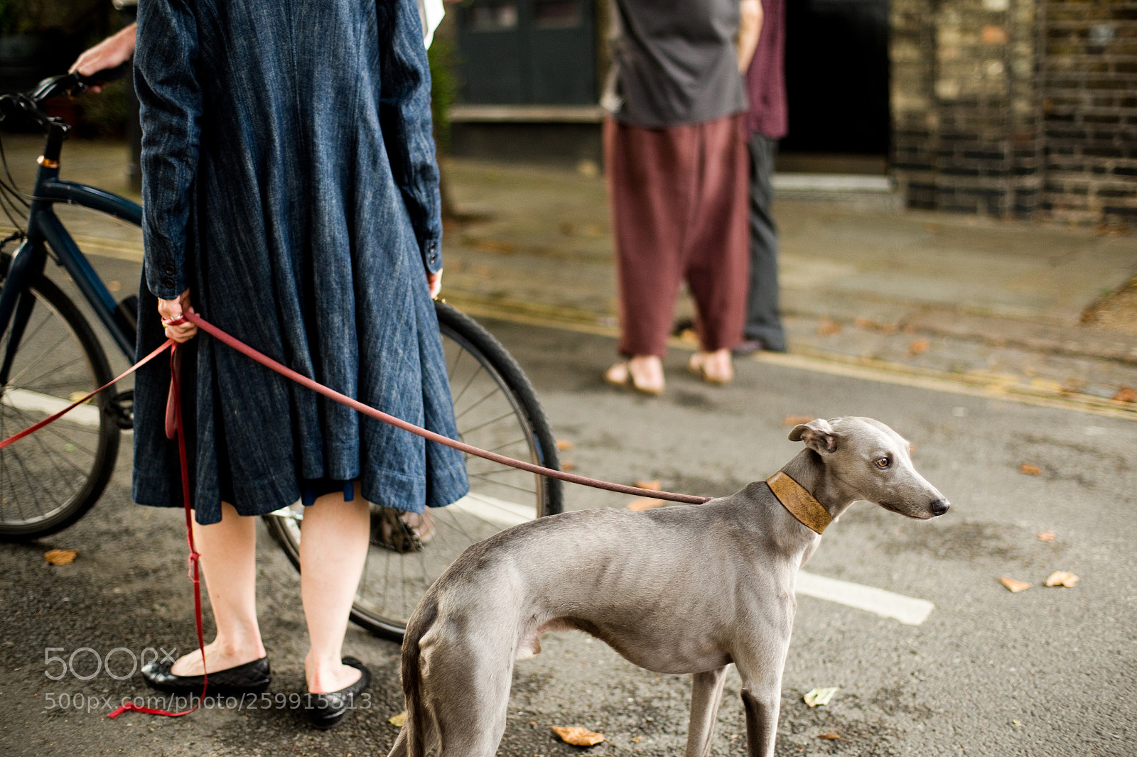 Canon EOS 6D sample photo. A dog put a photography