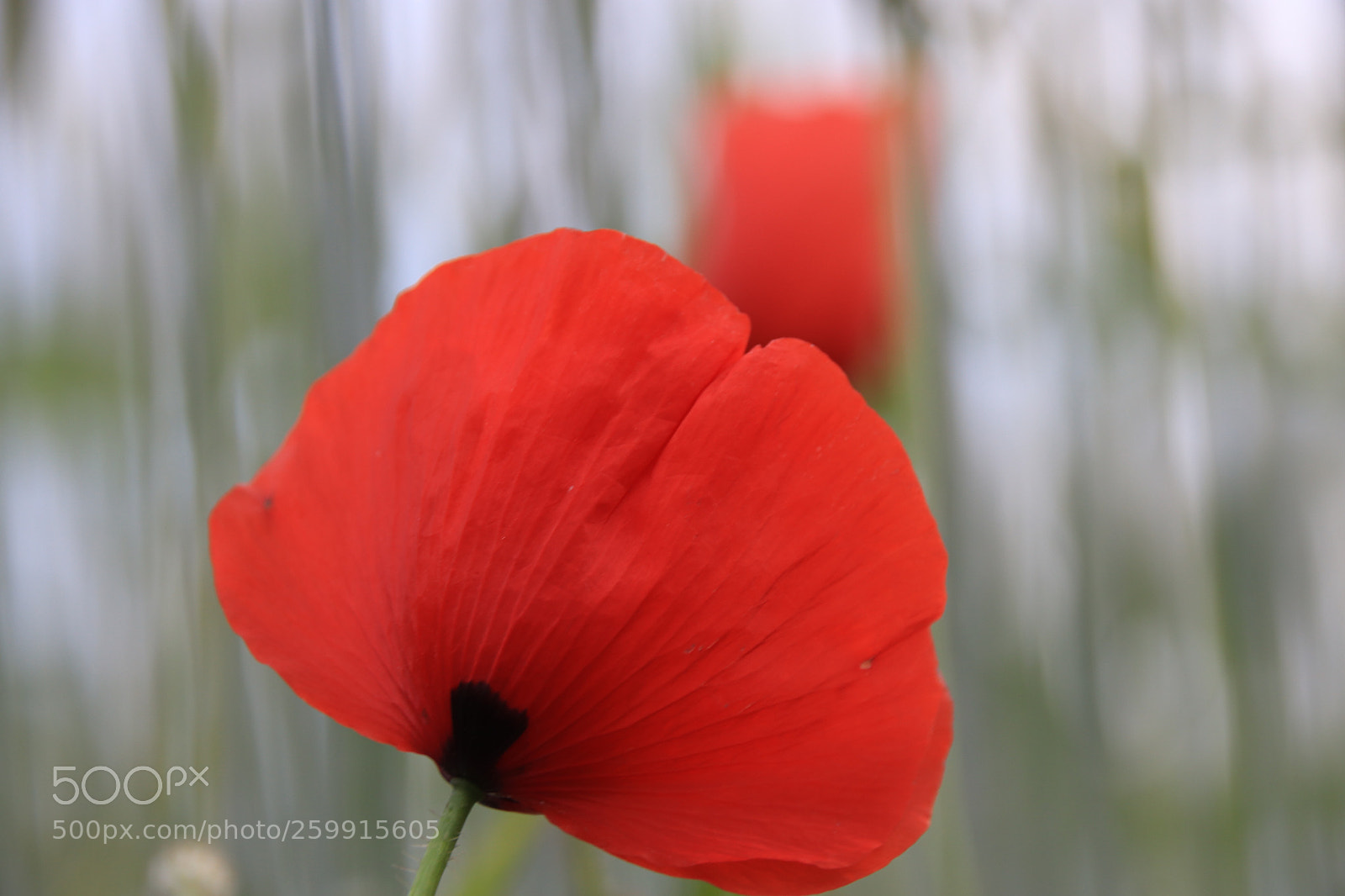 Canon EOS 77D (EOS 9000D / EOS 770D) sample photo. Alone? photography