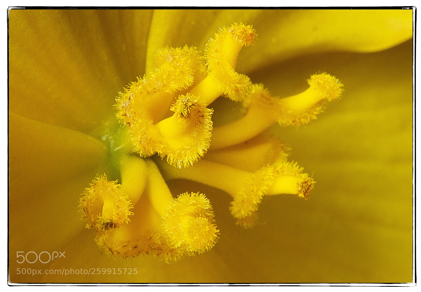 Canon EOS 7D sample photo. Yellow begonia macro  photography