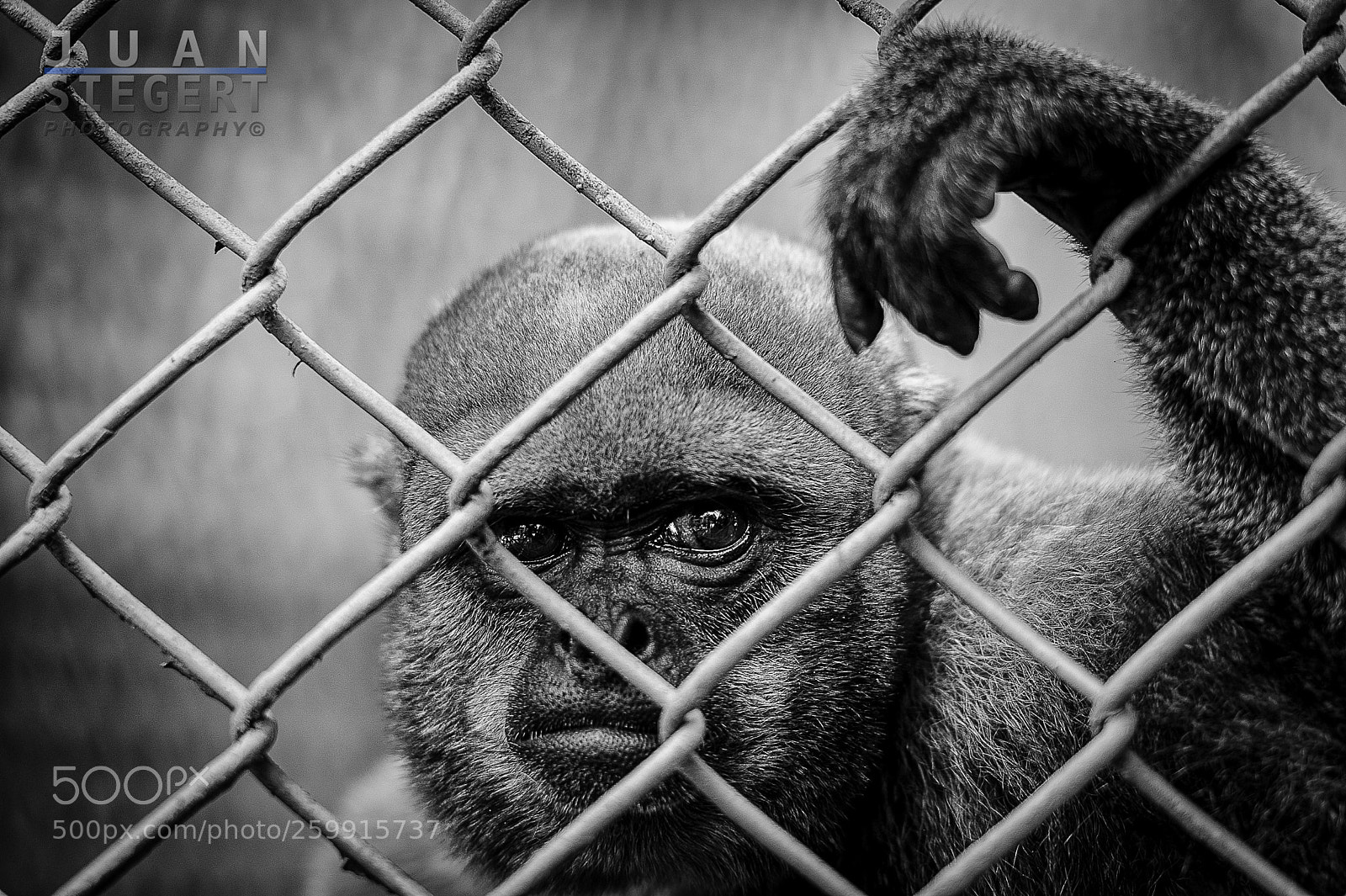 Nikon D700 sample photo. Yearning freedom photography