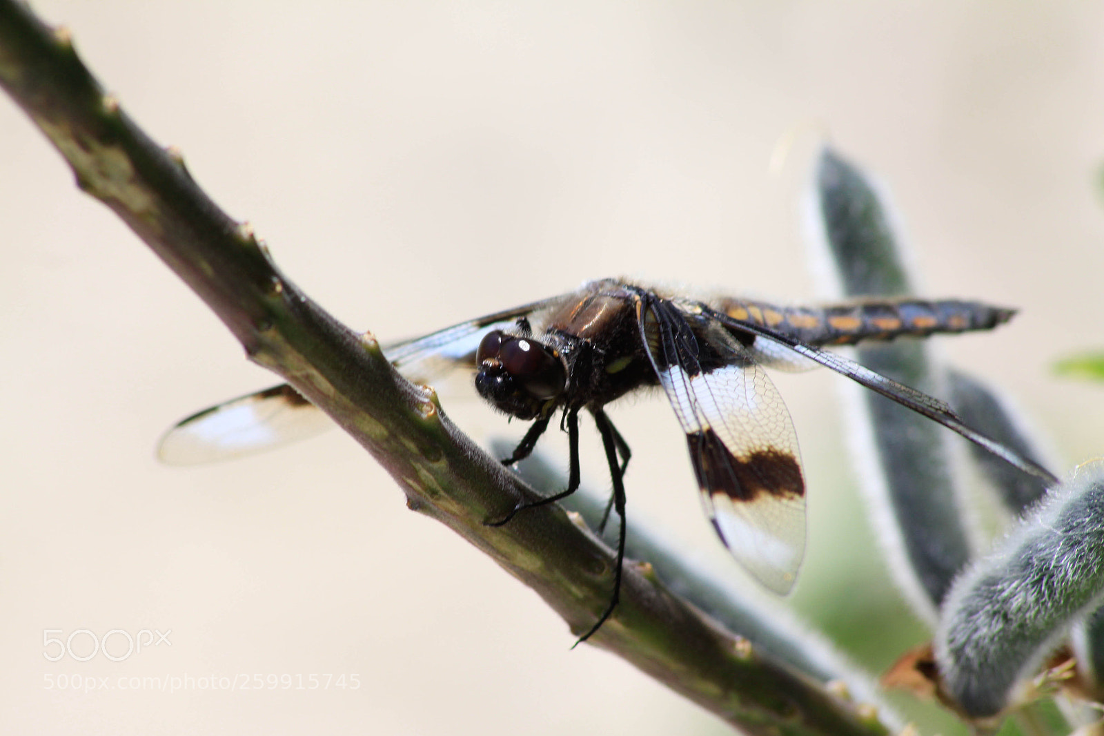 Canon EOS 50D sample photo. Dragonfly photography
