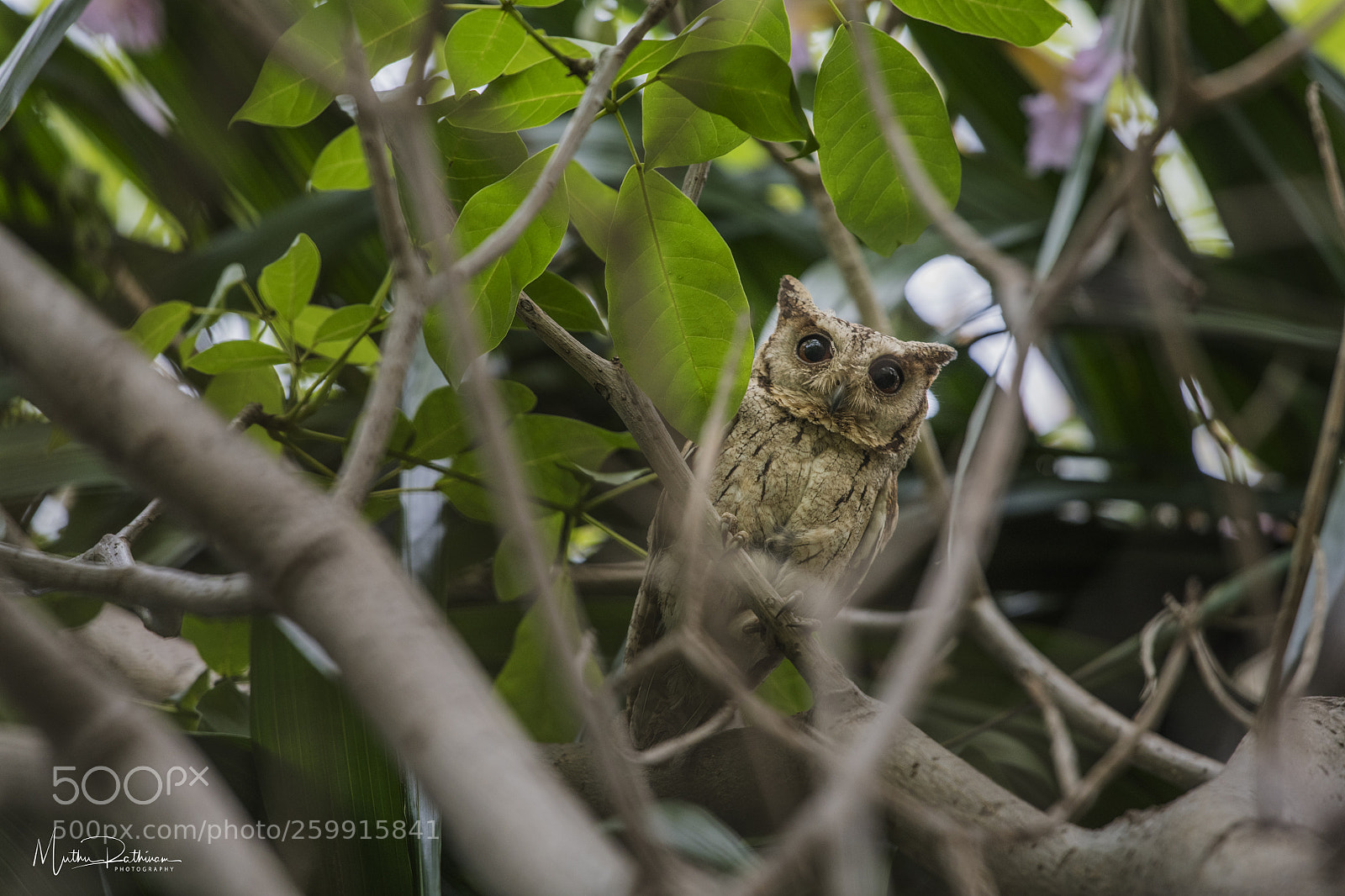 Nikon D850 sample photo. Indian scops owl photography