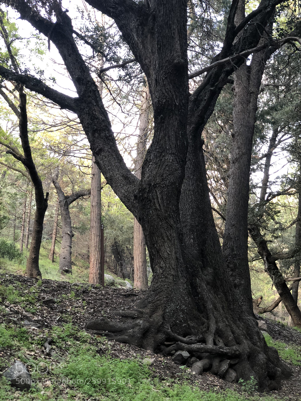 Apple iPhone X sample photo. Untitled photography