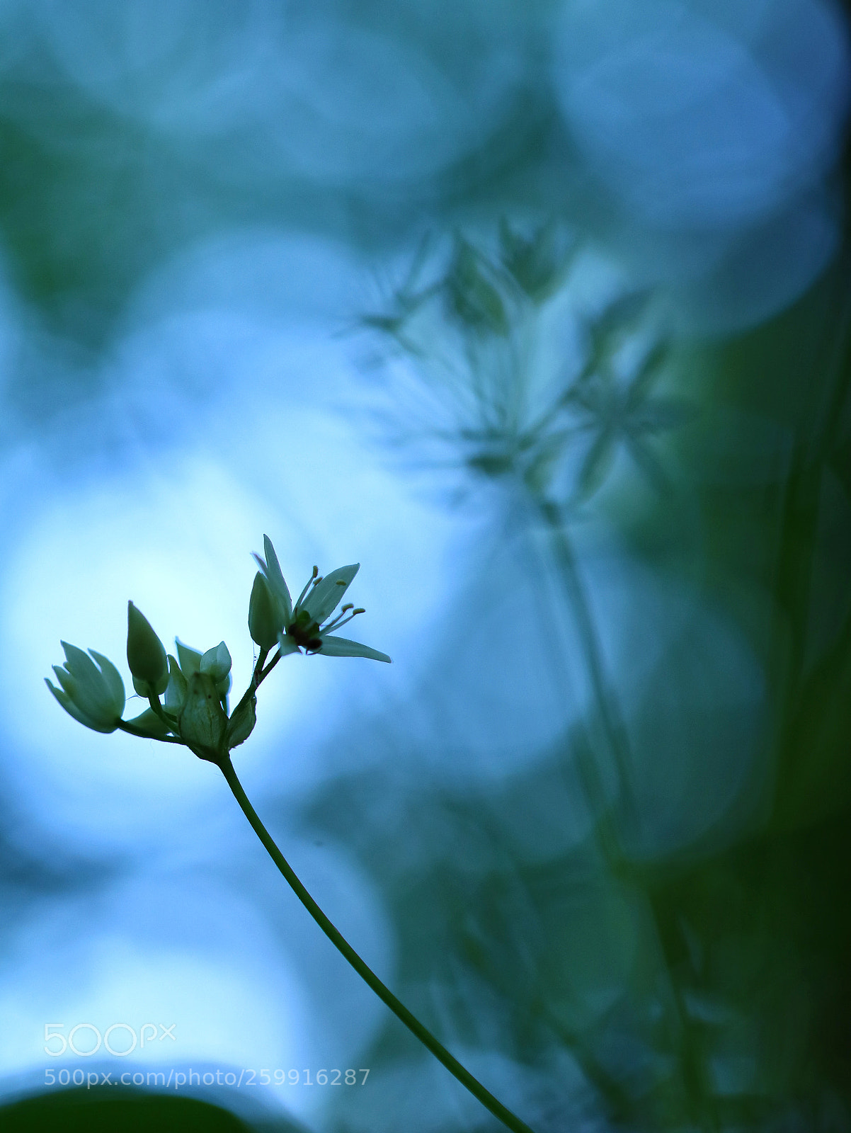 Canon EOS 80D sample photo. Wild garlic photography