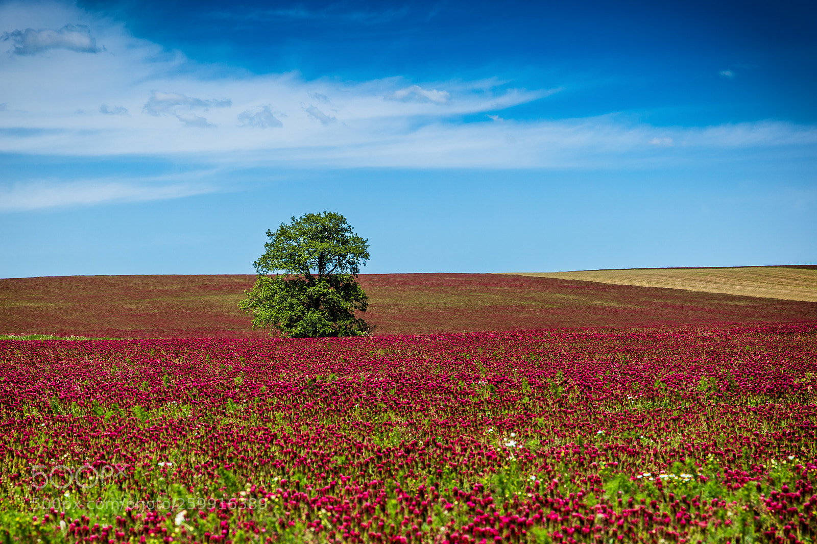 Canon EOS 6D sample photo. Red clover field and photography